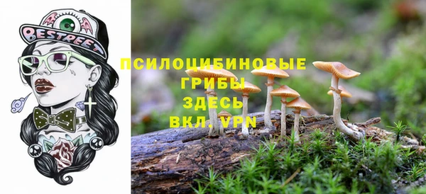стаф Аркадак