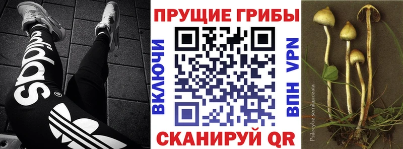 Галлюциногенные грибы Magic Shrooms  наркота  Волгодонск 